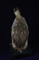 冠鷿鷈藏品圖，第14張